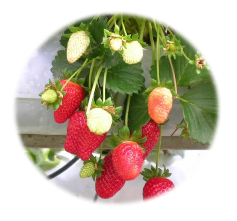 frutilla hidroponica